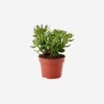 Bonsai jasmine plant